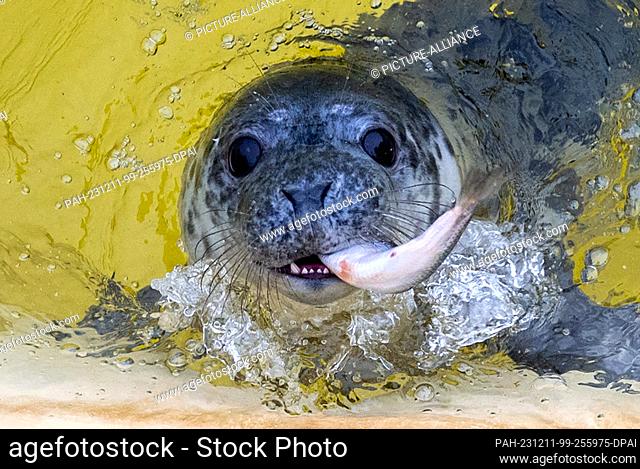 dpatop - 11 December 2023, Scheswig-Holstein, Friedrichskoog: Female gray seal Toni eats a fish at the Friedrichskoog seal sanctuary