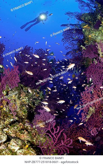 Scuba diver and Red sea fan, Paramuricea clavata, Ustica Island, Italy, Thyrrenian Sea, Mediterranean