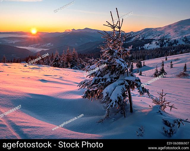 Picturesque winter alps sunrise. Highest ridge of the Ukrainian Carpathians is Chornohora with peaks of Hoverla and Petros mountains