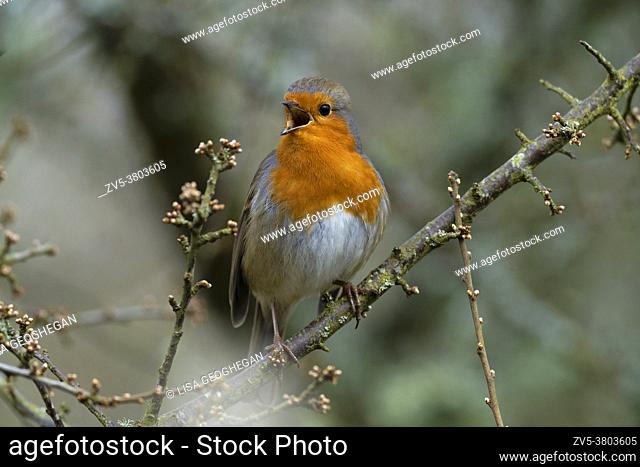Robin-Erithacus rubecula in full song