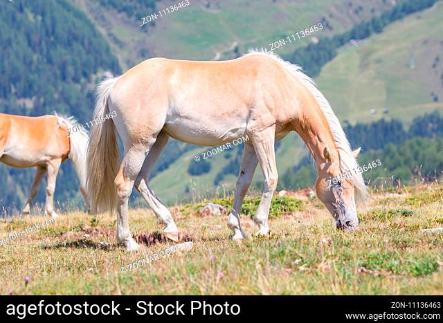 Beautiful haflinger horse in the Alps / mountains in Tirol, Austria