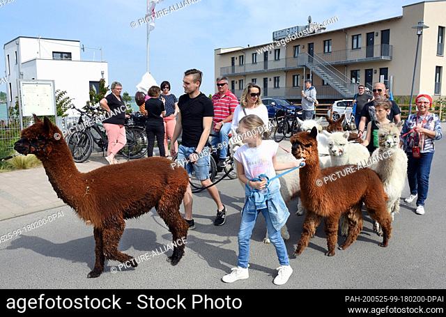09 May 2020, Saxony, Kahnsdorf: A first hike this year with the alpacas of Diana Gröhmann from the Alpaca-Shop Leipziger Land can be enjoyed by a family from...
