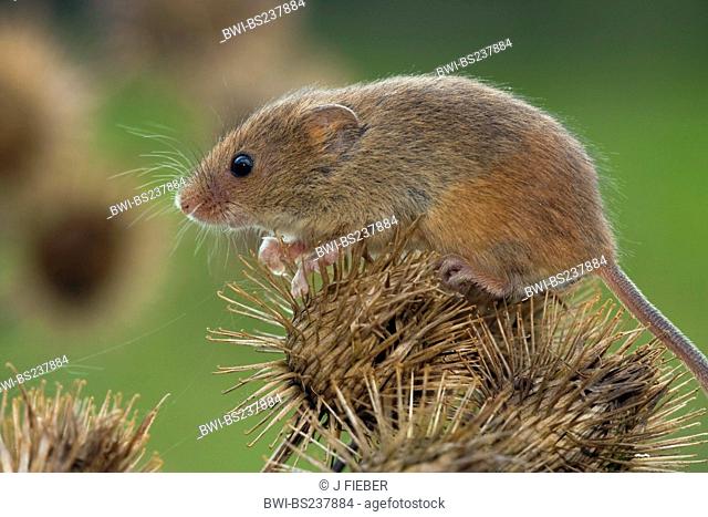Old World harvest mouse Micromys minutus, sitting on a burdock, Germany, Rhineland-Palatinate