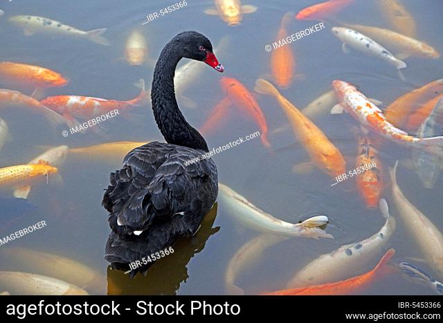 Black swan (Cygnus atratus), native to i, swims among koi fish, domesticated common carp (Cyprinus carpio) in park pond, Australia, Oceania