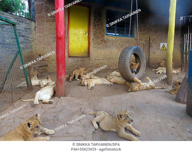A group of lion cubs take a nap in a compound of the Moreson's Ranch in Vrede, South Africa, 10 February 2015. Photo: Sinikka Tarvainen/dpa | usage worldwide