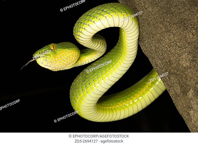 Viperidae, Red tailed pit viper, Trimeresurus erythrurus, Garjee, Tripura