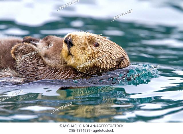 Adult sea otter Enhydra lutris kenyoni mother and pup in Inian Pass, Southeastern Alaska, USA  Pacific Ocean  MORE INFO: This sub-species ranges from the...