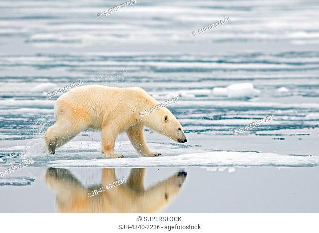 A polar bear Ursus maritimus sow hunts for seals amidst the sea ice floating off the coast of Svalbard, Norway, in summertime