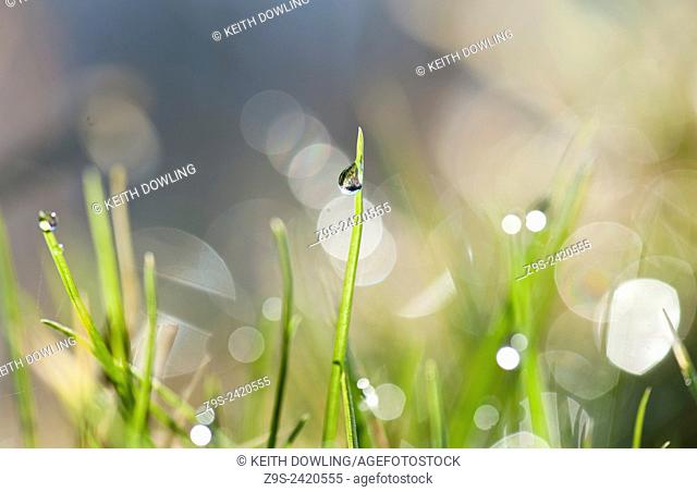 Dew drop sparkles with detail in Early Morning light on a blade of grass