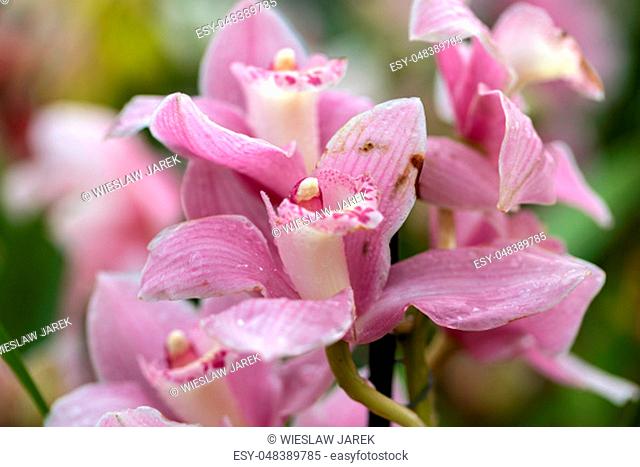 Close up of beauty pink orchid flower