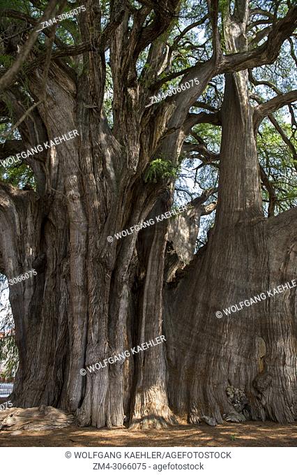 El Arbol del Tule (Tule Tree, Montezuma cypress) is a tree located in the church grounds in the town center of Santa Maria del Tule in the Mexican state of...