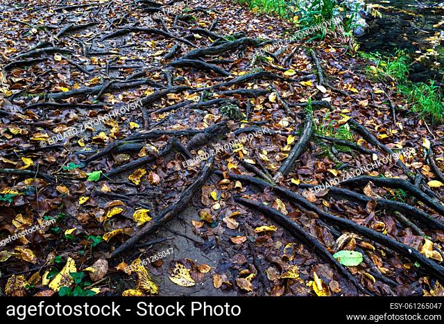 amazing forest roots of wood in earth