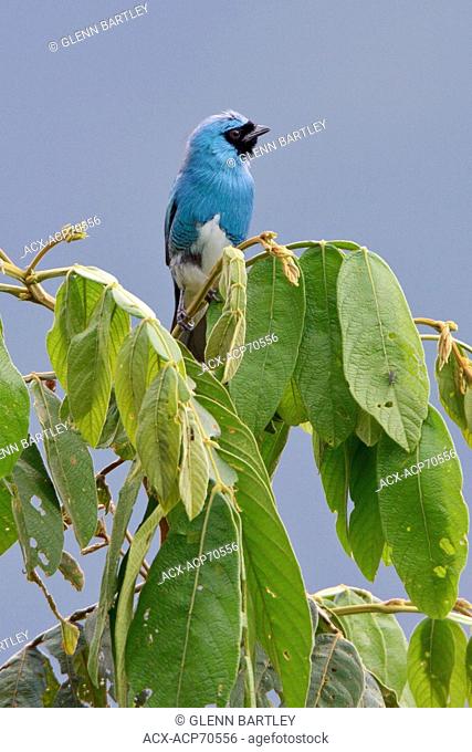 Swallow-Tanager (Tersina viridis) perched on a branch in Bolivia, South America