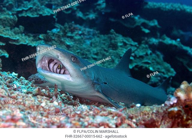 Whitetip Reef Shark Triaenodon obesus adult, resting on reef, being cleaned with Sharksucker Echeneis naucrates in gills and Bluestreak Cleaner Wrasse Labroides...