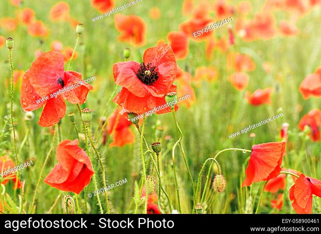 Bright red wild poppies covered with rain water drops growing in field of green unripe wheat