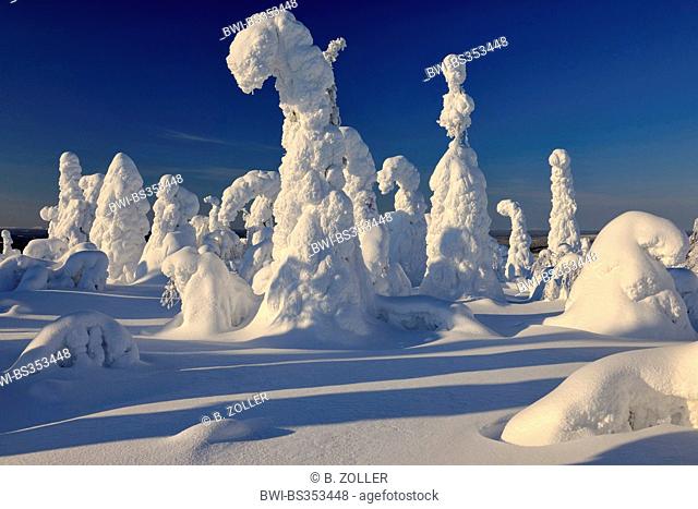 spruces covered with snow and ice, Finland, Kuusamo