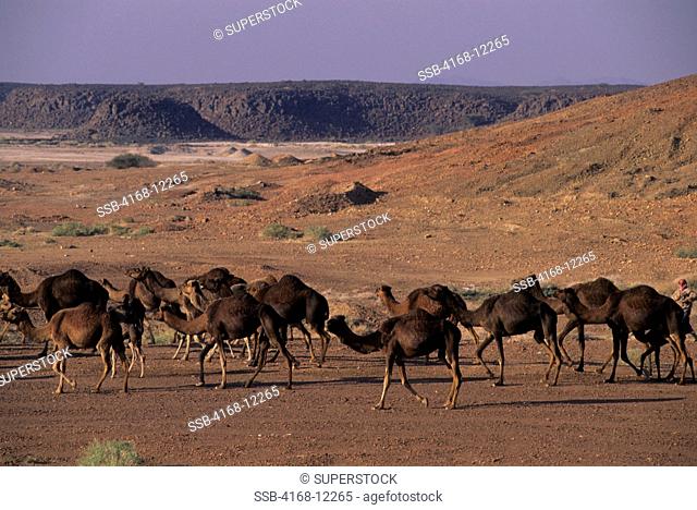 Saudi Arabia, Near Medina, Camel Herd In Desert