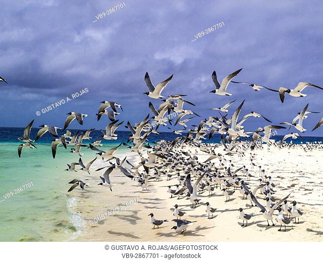 Seabird, Seagull, los roques, venezuela