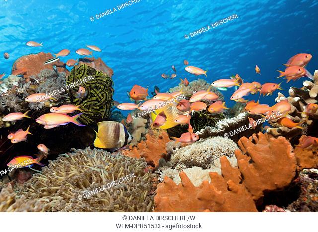 Pacific Flame Anthias in Coral Reef, Pseudanthias dispar, Nusa Penida, Bali, Indonesia