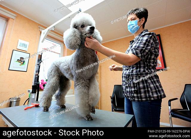 25 January 2021, Saxony-Anhalt, Rübeland: Poodle lady Bea sits on a trimming table at Hot Dog's dog salon in Rübeland. Silke Conrad grooms the bitch with brush...