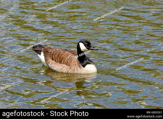 Canada goose (Branta canadensis), swimming on a pond, Wilnsdorf, North Rhine-Westphalia, Germany, Europe