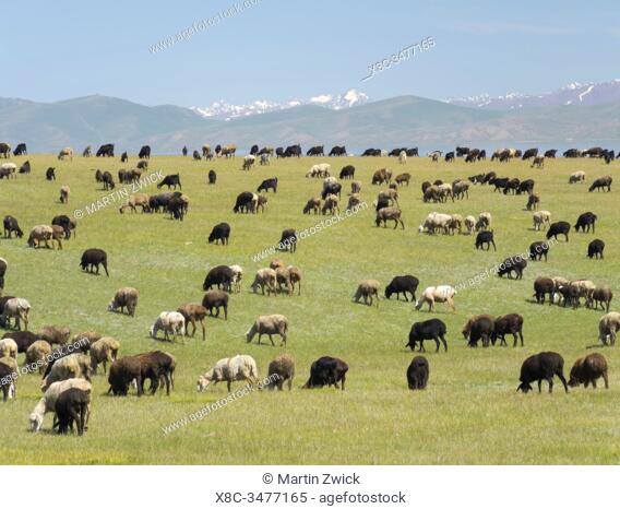 Sheep on their mountain pasture at lake Song Kol (Son Kul, Songkoel, Song-Koel). Tien Shan mountains or heavenly mountains in Kirghizia