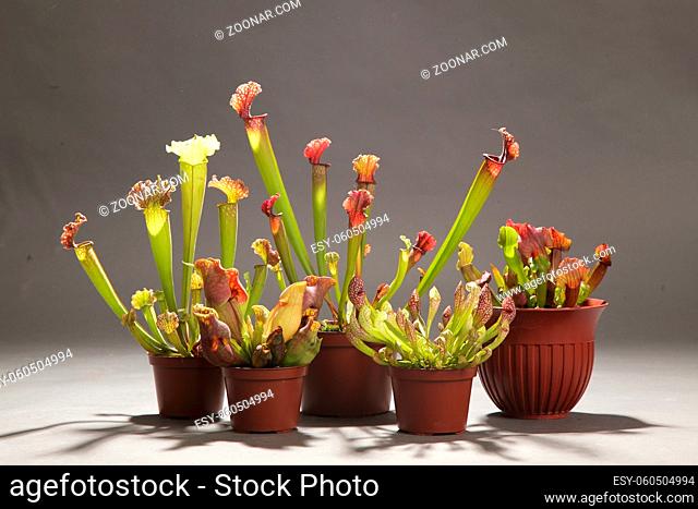 Purple sarracenia flower - carnivorous plant that traps insects and digests them