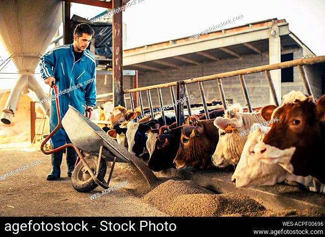 Young farmer wearing blue overall while feeding the calves on his farm