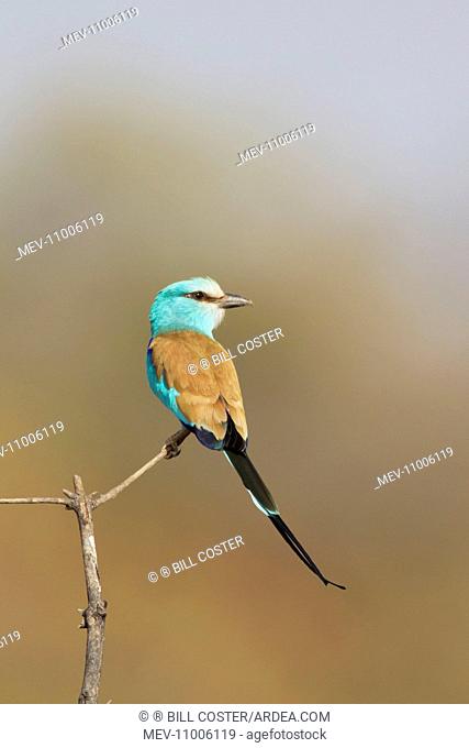 Abyssinian Roller Gambia, West Africa (Coracias abyssinicus)