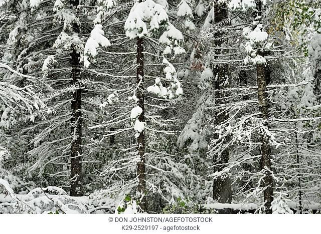 Conifer trees with wet snow in early September, Alaska Highway near Pink Mountain, British Columbia, Canada
