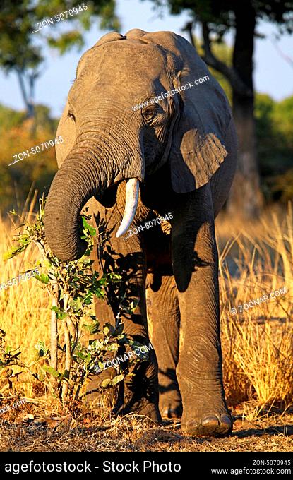 Elefant im Abendlicht im South Luangwa Nationalpark, Sambia; Loxodonta africana; Elephant at South Luangwa National Park, Zambia
