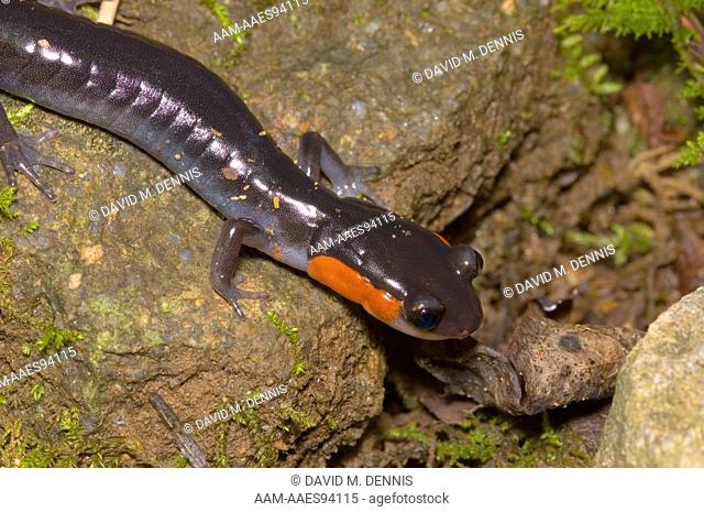 Red-cheeked Salamander, Plethodon jordani, Chimney Tops Trail, Great Smokey Mountains National Park, Tennessee