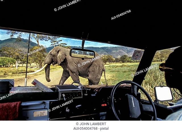 africa, tanzania, elephant(loxodonta africana), tarangire, elephant crossing road in the park