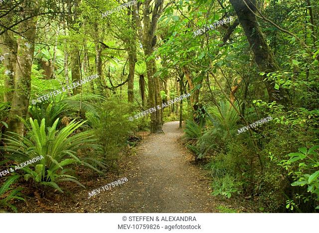 Path in Rainforest - narrow walking track leading through lush temperate rainforest towards Purakaunui Falls