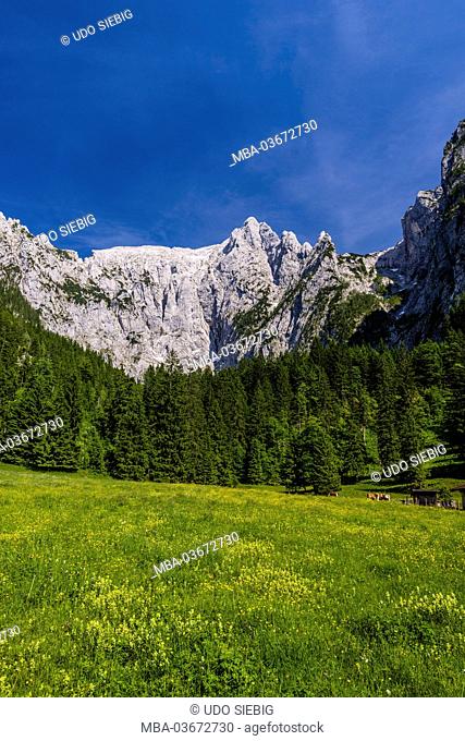 Germany, Bavaria, Upper Bavaria, 'Berchtesgadener Land' (district), Berchtesgaden (municipality), Endstal, Scharitzkehlalm (alp) in direction Hoher Göll...