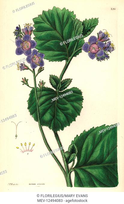 Sticky phacelia, Phacelia viscida (Clammy eutoca, Eutoca viscida). Handcoloured copperplate engraving after J. T. Hart from John Lindley and Robert Sweet's...