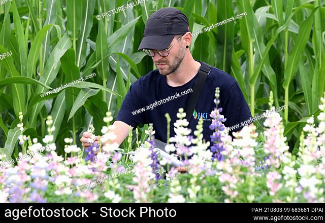 PRODUCTION - 26 July 2021, Mecklenburg-Western Pomerania, Groß Lüsewitz: Florian Haase assesses the growth of Andean lupin