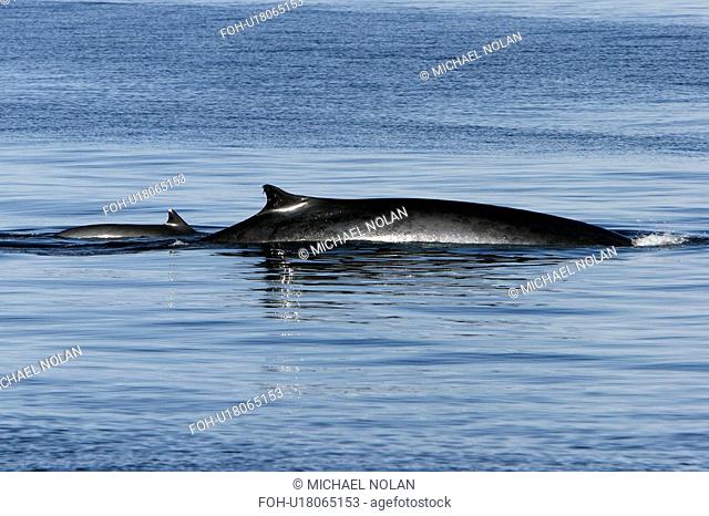 Fin Whale Balaenoptera physalus Adult surfacing in the lower Gulf of California Sea of Cortez, Mexico