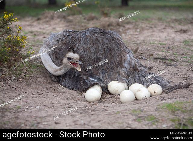 Ostrich, Struthio camelus. Female at nest with eggs. Zoological park, Portugal
