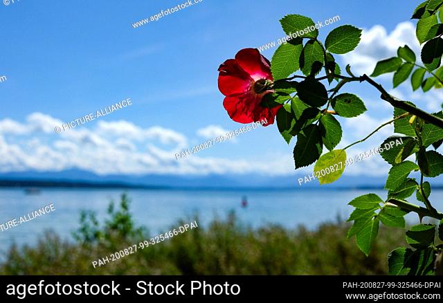 19 August 2020, Bavaria, Feldafing: A rose blooms on the Rose Island in the Starnberger See. The estate was built by Maximilian II and has been owned by the...