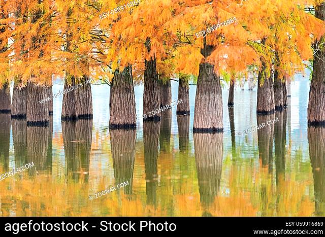 beautiful dawn redwood forest, autumn landscape in lake