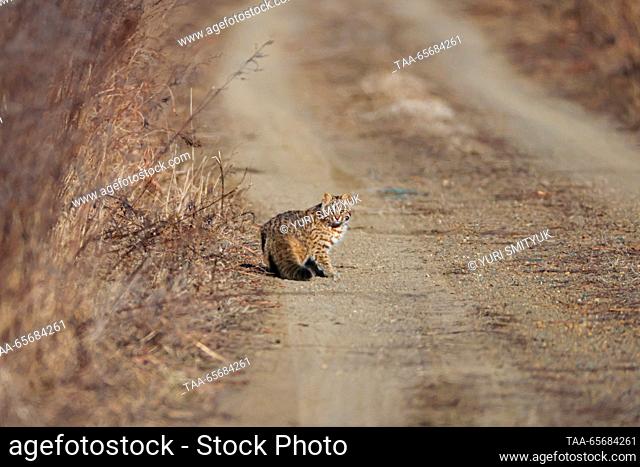 RUSSIA, PRIMORYE REGION - DECEMBER 12, 2023: An Amur leopard cat is spotted on the territory of the Nakhodka Urban District; it is included in the Primorye Red...
