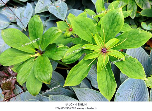 Multi leaf Paris (Paris polyphylla) plants in flower with a background of mixed plant leaves including Hosta