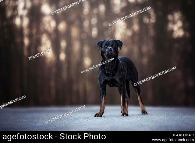 standing Rottweiler