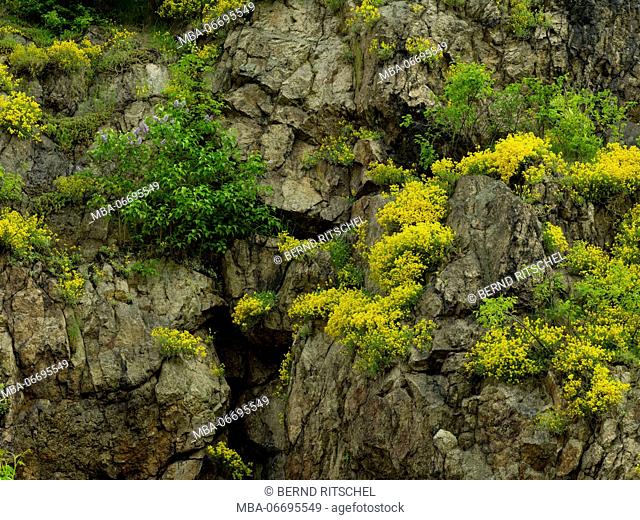 Overgrown cliff face near Rechenberg, Ore Mountains, Saxony, Germany