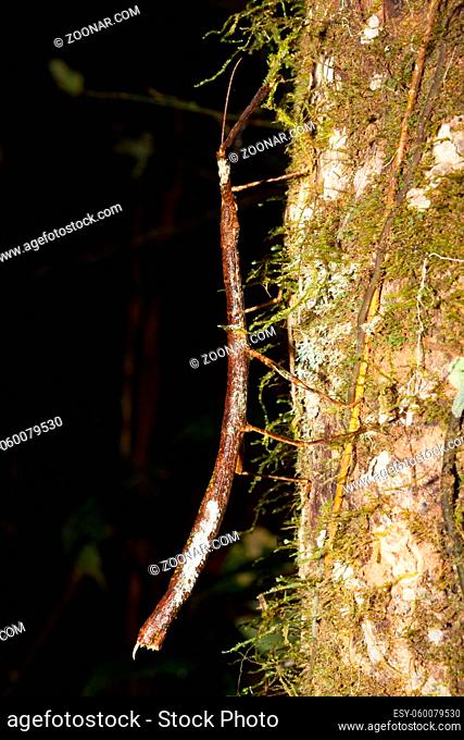 Stick insect at night in rainforest Gunung Mulu Borneo Malaysia