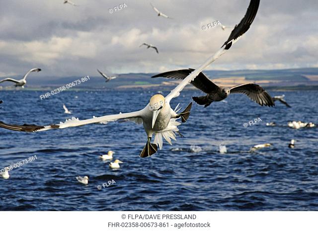 Northern Gannet (Morus bassanus) adult, in flight, banking with feet spread immediately before diving for fish, Bass Rock, Firth of Forth, East Lothian