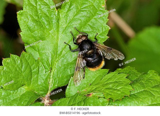 Bumblebee mimic hoverfly (Volucella bombylans), male at a nettle leaf, Germany