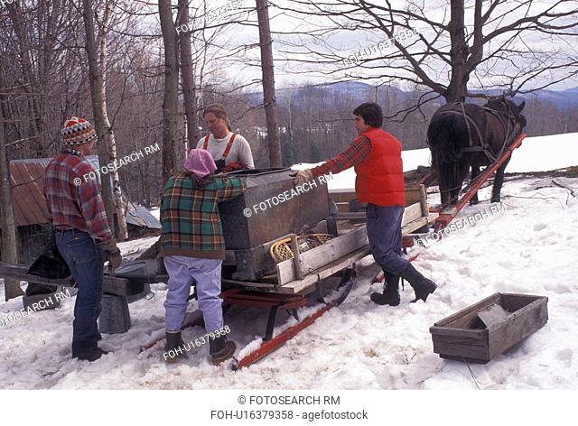 maple sugaring, sleigh, Vermont, VT, People collecting sap during sugaringtime using horse and sleigh on Carpenter Farm in Cabot in the snow in the early spring