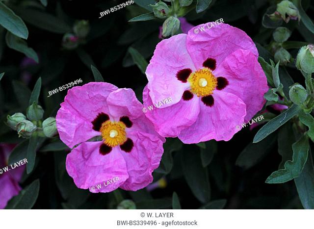 purple rockrose (Cistus purpureus), flowers